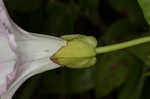 Hedge false bindweed